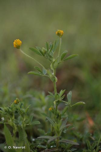 <i>Trifolium patens</i> Schreb., 1804 © O. Nawrot