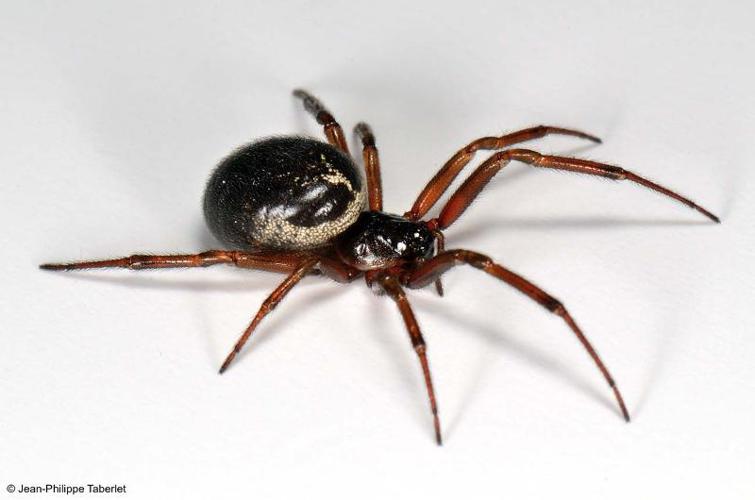 <i>Steatoda nobilis</i> (Thorell, 1875) © 