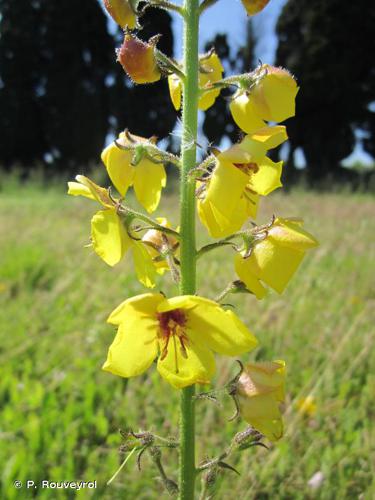 <i>Verbascum blattaria</i> L., 1753 © P. Rouveyrol