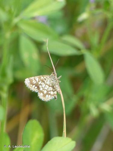 <i>Chiasmia clathrata</i> (Linnaeus, 1758) © A. Lacoeuilhe