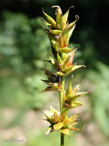 <i>Carex spicata</i> Huds., 1762 © H. TINGUY