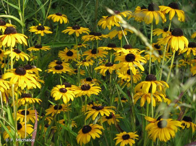 <i>Rudbeckia fulgida</i> Aiton, 1789 © F. Michalke