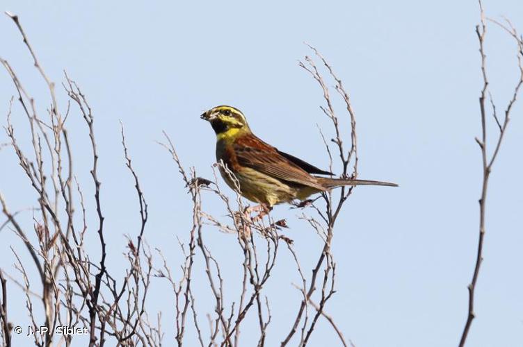 <i>Emberiza cirlus</i> Linnaeus, 1766 © J.-P. Siblet