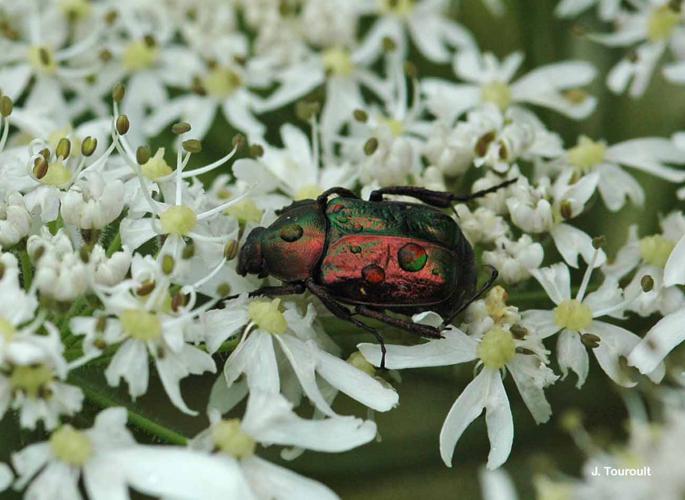 <i>Gnorimus nobilis</i> (Linnaeus, 1758) © J. Touroult