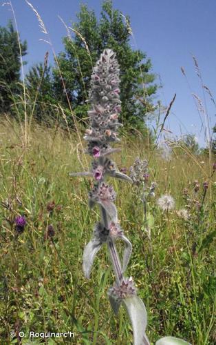 <i>Stachys byzantina</i> K.Koch, 1848 © O. Roquinarc'h