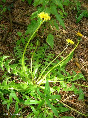 <i>Taraxacum officinale</i> F.H.Wigg., 1780 © P. Gourdain