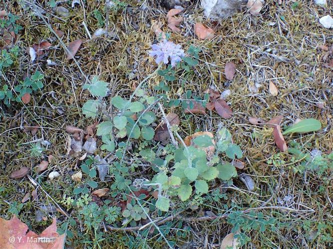 <i>Scabiosa cinerea</i> Lapeyr. ex Lam., 1792 © 
