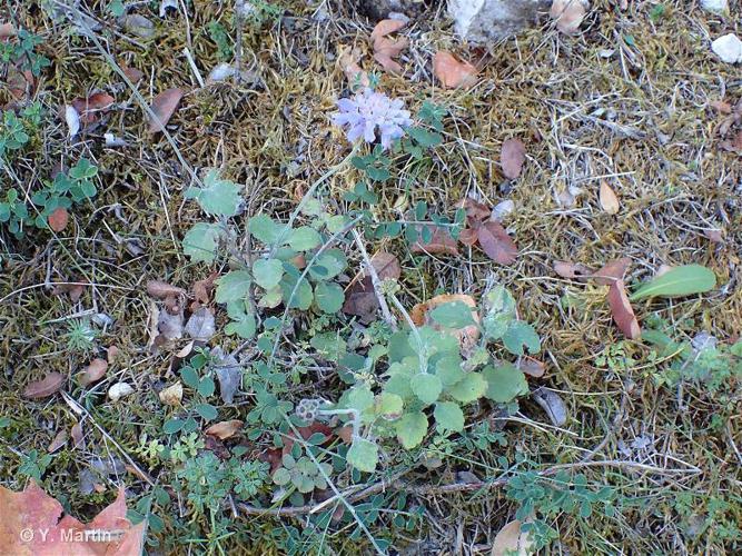 <i>Scabiosa cinerea</i> Lapeyr. ex Lam., 1792 © 