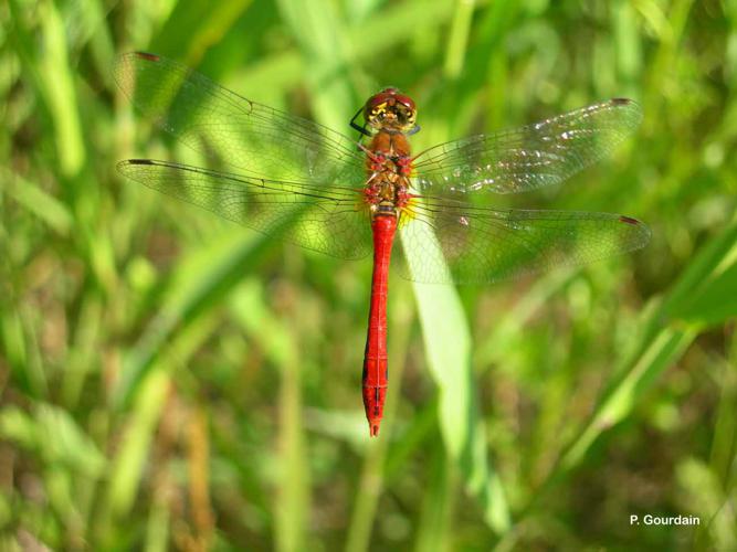 <i>Sympetrum sanguineum</i> (O.F. Müller, 1764) © P. Gourdain