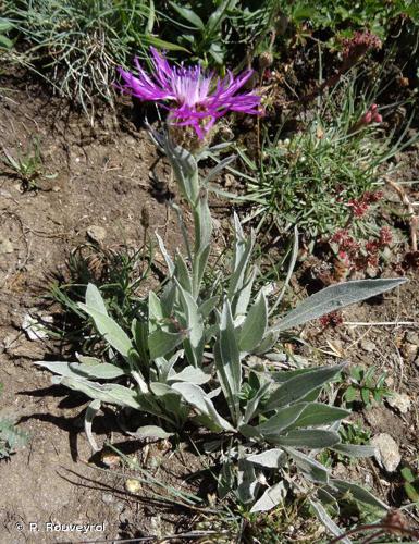 <i>Centaurea uniflora</i> Turra, 1765 © P. Rouveyrol