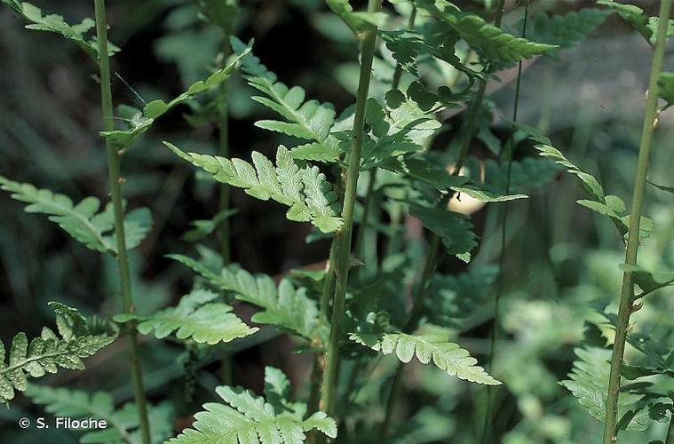 <i>Dryopteris cristata</i> (L.) A.Gray, 1848 © S. Filoche