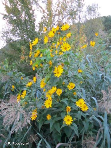 <i>Helianthus tuberosus</i> L., 1753 © P. Rouveyrol