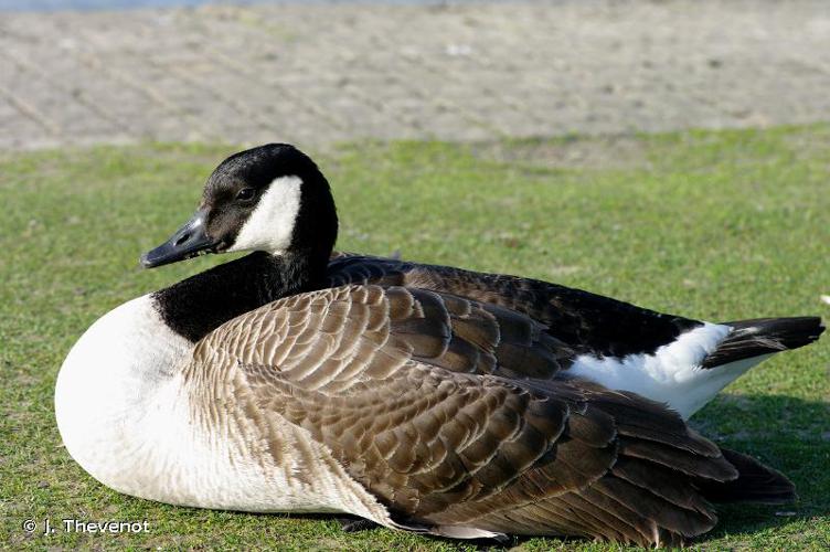 <i>Branta canadensis</i> (Linnaeus, 1758) © J. Thevenot