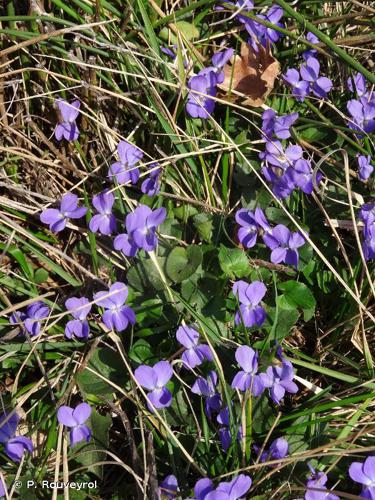 <i>Viola odorata</i> L., 1753 © P. Rouveyrol