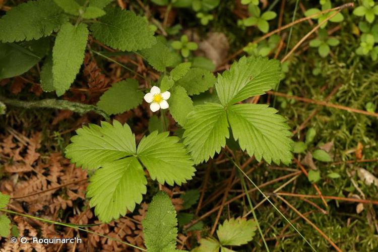 <i>Fragaria vesca</i> L., 1753 © O. Roquinarc'h