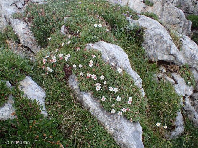 <i>Potentilla nitida</i> L., 1756 © 