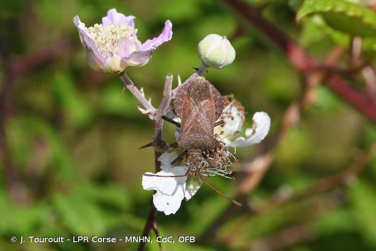 <i>Coreus marginatus</i> (Linnaeus, 1758) © J. Touroult - LPR Corse - MNHN, CdC, OFB