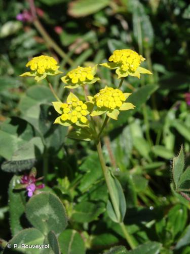 <i>Bupleurum ranunculoides</i> L., 1753 © P. Rouveyrol