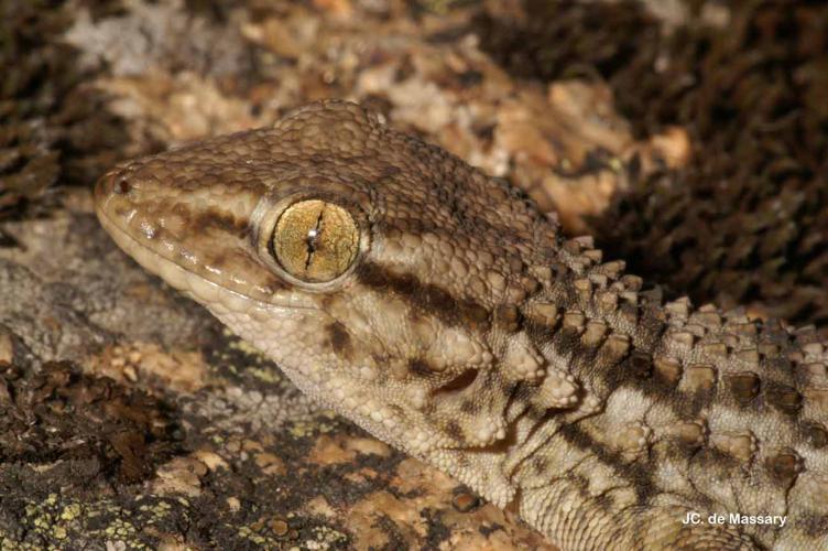 <i>Tarentola mauritanica</i> (Linnaeus, 1758) © J.-C. de Massary