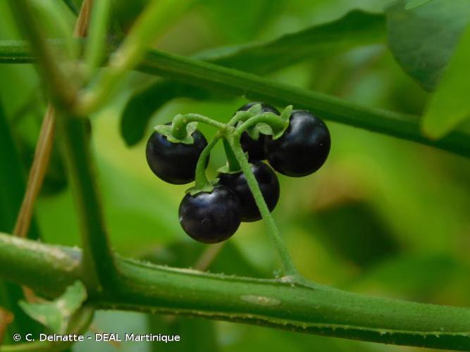 <i>Solanum americanum</i> Mill., 1768 © C. Delnatte - DEAL Martinique