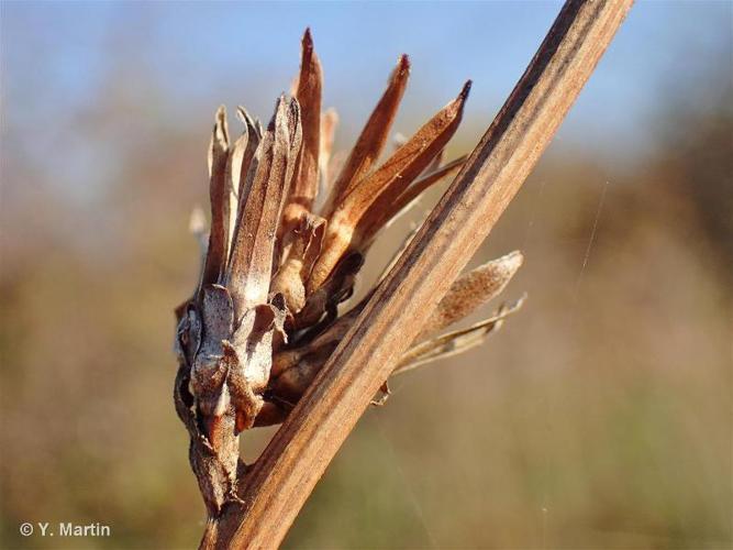 <i>Cichorium intybus</i> L., 1753 © 