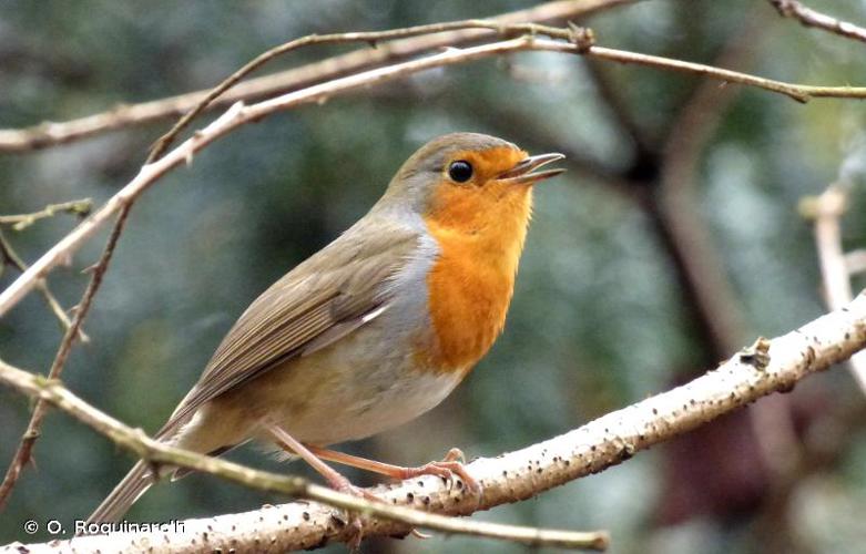 <i>Erithacus rubecula</i> (Linnaeus, 1758) © O. Roquinarc'h