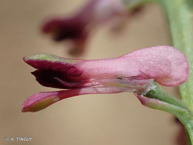 <i>Fumaria officinalis</i> L., 1753 © H. TINGUY