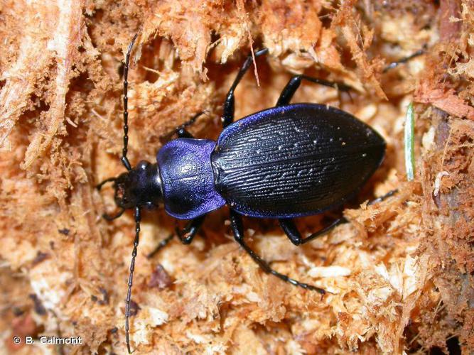 <i>Carabus problematicus</i> Herbst, 1786 © B. Calmont