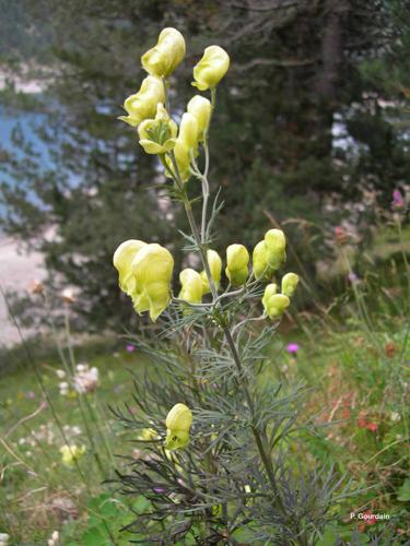 <i>Aconitum anthora</i> L., 1753 © P. Gourdain