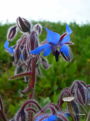 <i>Borago officinalis</i> L., 1753 © P. Gourdain