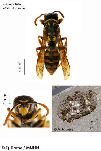 <i>Polistes dominula</i> (Christ, 1791) © 