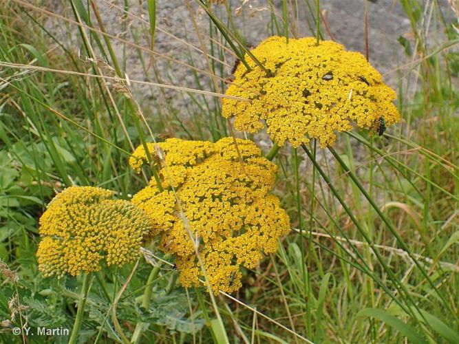 <i>Achillea filipendulina</i> Lam., 1783 © 