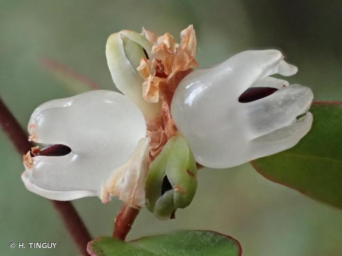 <i>Muehlenbeckia complexa</i> (A.Cunn.) Meisn., 1841 © H. TINGUY