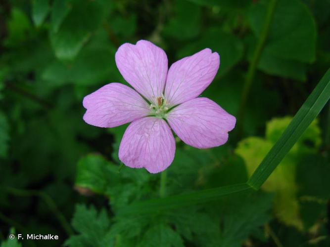 <i>Geranium endressii</i> J.Gay, 1832 © F. Michalke