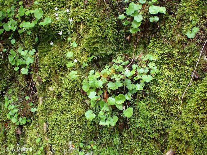 <i>Saxifraga rotundifolia</i> L., 1753 © 