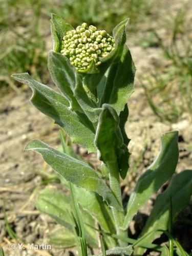 <i>Lepidium draba</i> L., 1753 © 