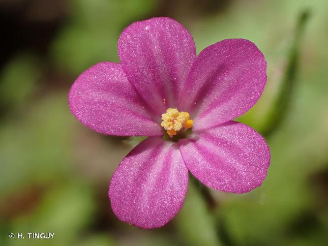 <i>Geranium purpureum</i> Vill., 1786 © H. TINGUY