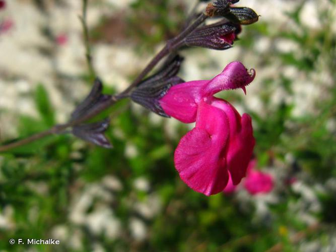 <i>Salvia microphylla</i> Kunth, 1818 © F. Michalke