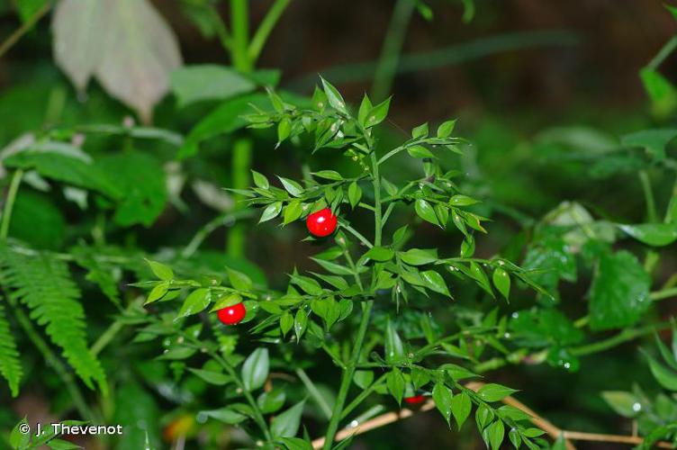 <i>Ruscus aculeatus</i> L., 1753 © J. Thevenot