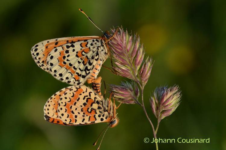 <i>Melitaea didyma</i> (Esper, 1778) © Johann Cousinard