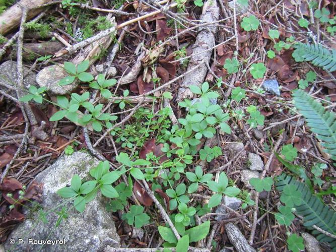 <i>Galium rotundifolium</i> L., 1753 © P. Rouveyrol