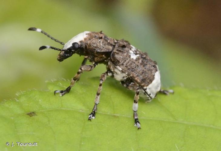 <i>Platystomos albinus</i> (Linnaeus, 1758) © J. Touroult