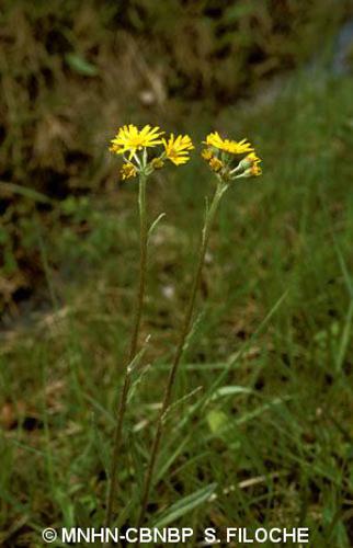 <i>Tephroseris helenitis</i> (L.) B.Nord., 1978 © MNHN-CBNBP S. Filoche