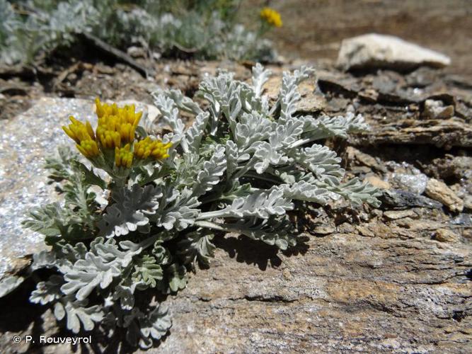 <i>Jacobaea incana</i> (L.) Veldkamp, 2006 © P. Rouveyrol