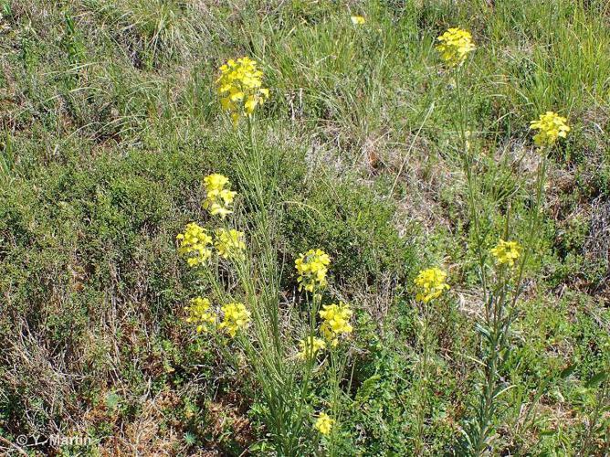 <i>Erysimum odoratum</i> Ehrh., 1792 © 