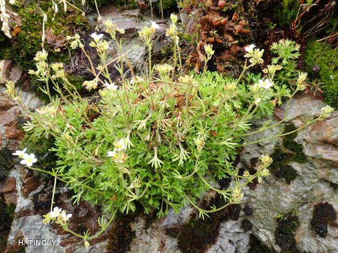 <i>Saxifraga rosacea</i> Moench, 1794 © H. TINGUY