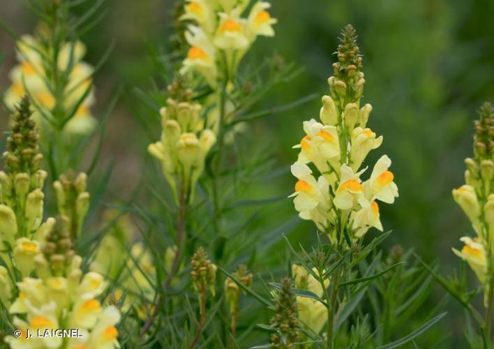 <i>Linaria vulgaris</i> Mill., 1768 © J. LAIGNEL