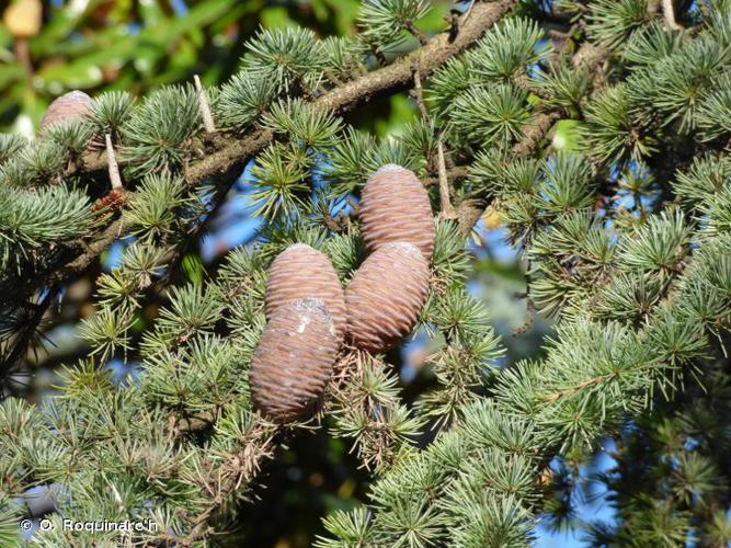 <i>Cedrus atlantica</i> (Endl.) Manetti ex Carrière, 1855 © O. Roquinarc'h