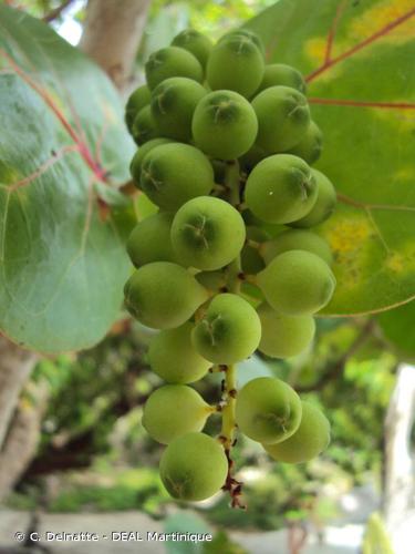 <i>Coccoloba uvifera</i> (L.) L., 1759 © C. Delnatte - DEAL Martinique