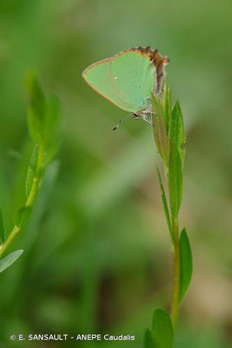 <i>Callophrys rubi</i> (Linnaeus, 1758) © E. SANSAULT - ANEPE Caudalis